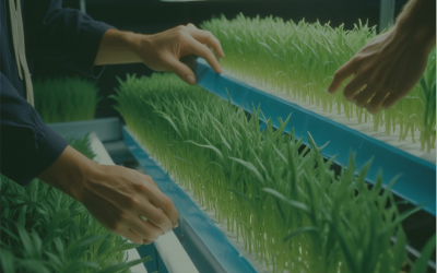 Cultivos hidropónicos caseros y sus tipos de plantas